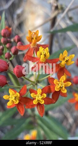 Asclepias curassavica, communément appelé asclépiade tropicale, bloodflower, coton, bush hierba de la cucaracha mexicain, l'asclépiade tubéreuse, Redhead, Scarlet milkweedand ipecacuanha sauvages. Banque D'Images