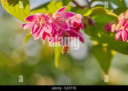 Bee à nectar sur pink apple blossoms Banque D'Images