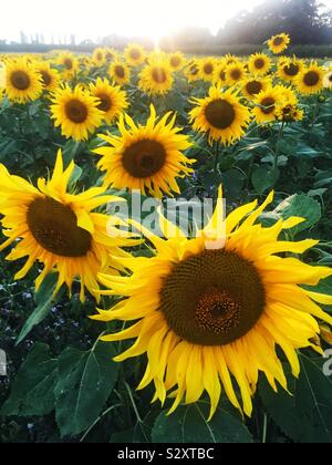 Un gros plan d'un champ rempli de tournesols jaunes au coucher du soleil avec copie espace Banque D'Images