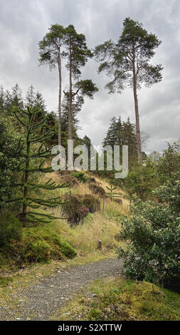 De grands arbres de Benmore Botanic garden Banque D'Images