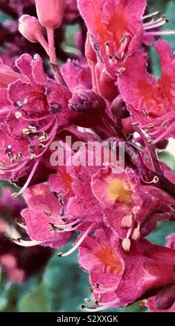 Red Horse Chestnut Tree, Aesculus x carnea 'Briotii' en Angleterre, Royaume-Uni Banque D'Images