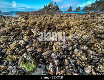 Lit de moules dans une anse protégée par les piles de la mer dans la région de Shi Shi beach, Olympic National Park, Washington State, USA. Banque D'Images