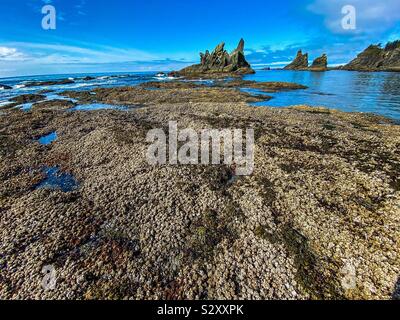 Shi Shi plage à marée basse avec des piles de la mer et des balanes. Olympic National Park, Washington State, USA Banque D'Images