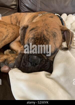 Notre bride de couchage chien chiot boxer sur le canapé en cuir marron à la maison Banque D'Images