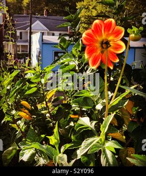 Septembre sur le pont de fleurs, de Shelburne Falls, Massachusetts, United States Banque D'Images