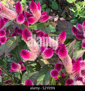 Septembre sur le pont de fleurs, de Shelburne Falls, Massachusetts, United States Banque D'Images