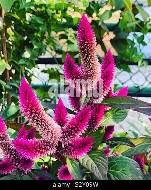 Septembre sur le pont de fleurs, de Shelburne Falls, Massachusetts, United States Banque D'Images