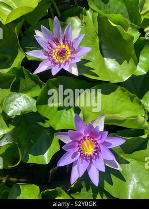 Deux beaux nénuphars violets flottant dans l'étang. Banque D'Images