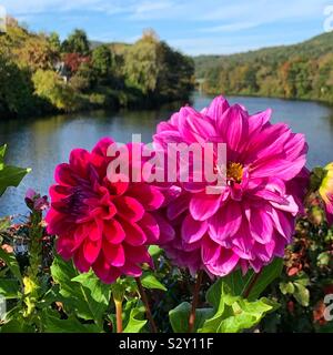 Septembre sur le pont de fleurs, de Shelburne Falls, Massachusetts, United States Banque D'Images