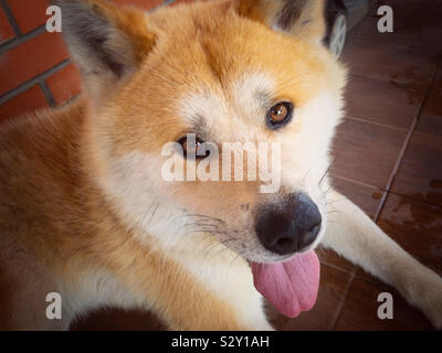 Portrait de jeune chien akita inu-gisant sur sol carrelé sol humide et jusqu'à la Banque D'Images