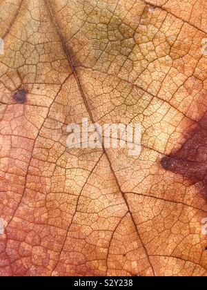 Résumé d'une feuille d'automne colorés avec des textures et motifs Banque D'Images