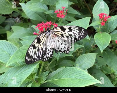 Papillon sur une feuille Banque D'Images