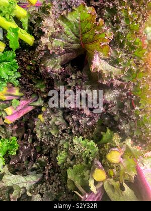 Fresh kale violet Banque D'Images