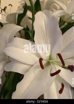 Lillies en pleine floraison - honte cette photo n'est pas équipé de vision nauséabonde ! Banque D'Images