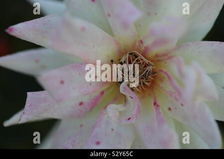 Close up of flower Banque D'Images