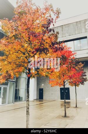 Arbres Acer ajouter une touche de couleur pour les bâtiments gris et de la pluie dans les rues humides Banque D'Images