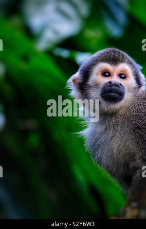 Portrait d'un singe écureuil Banque D'Images