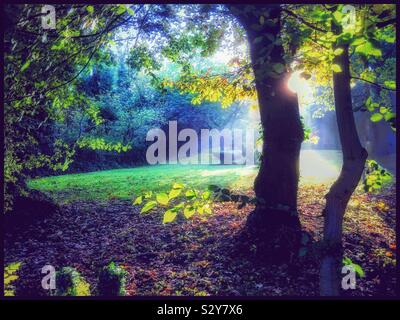 Soleil à travers les arbres à Forest Hill Londres Angleterre. Banque D'Images