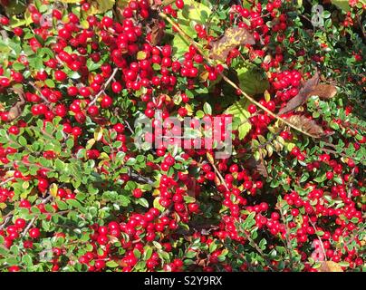 Fruits rouges d'un Pyracantha Multi Bush en octobre dans le nord de l'Angleterre. C'est un arbuste rustique, qui se développe à travers le monde de l'Europe à l'Asie et qui est une source de nourriture pour les oiseaux. Banque D'Images