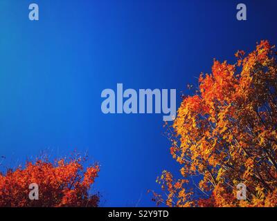 Rouge, orange et jaune automne arbres contre le ciel bleu sur une journée ensoleillée Banque D'Images