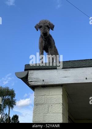 Chien sur un toit brûlant Banque D'Images