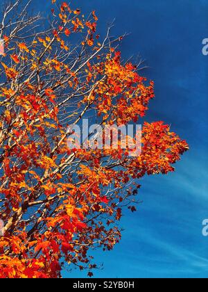 Érable contre le ciel bleu au cours de l'automne quand les feuilles ont changé d'un rouge vif et orange Banque D'Images