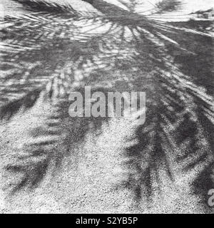 L'ombre de longues feuilles et branches d'un palmier sur le ciment grenu d'un parking. Banque D'Images