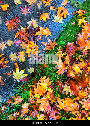 Feuilles d'érable japonais humide sur le sol, octobre. Banque D'Images
