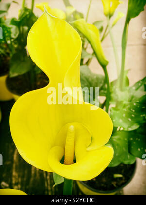 De couleur jaune, une fleur de lis calla croissant dans un jardin. Selective focus sur l'avant-plan. Banque D'Images