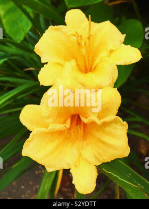 De couleur jaune, deux fleurs d'hémérocalles en fleurs dans un jardin extérieur. L'accent sur le premier plan. Cette image a un effet de texture picturale. Banque D'Images