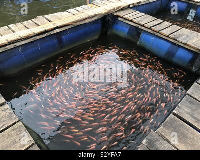 Fish Therapy Banque D'Images