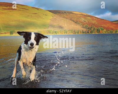 Spaniel Cross Border Collie jouant dans l'eau ouvert Banque D'Images