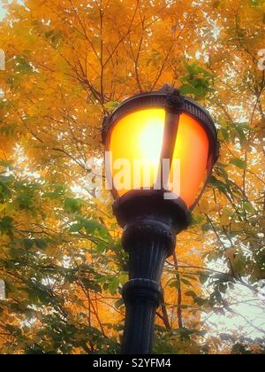 Un lampadaire dans le Madison Square Park, tourné à partir de la ci-dessous avec le feuillage d'automne jaune vif, NYC, USA Banque D'Images