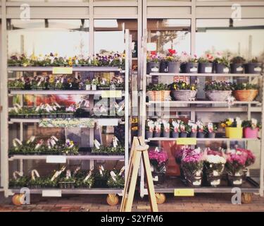 Un affichage coloré de fleurs et plantes à l'extérieur d'un supermarché Banque D'Images