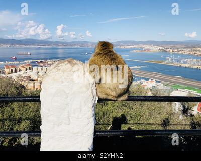 Macaque de barbarie assis sur les rails à la recherche au niveau de la vue à Gibraltar Banque D'Images