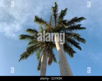 Deux palmiers par jour de ciel bleu Banque D'Images
