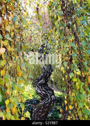 Betula pendula 'youngii' arbre en automne, à Silverton, Oregon. Banque D'Images