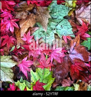 Feuilles d’automne Banque D'Images