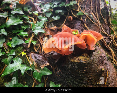 Auricularia auricula-judae, juifs ou champignon d'oreille, poussant sur un arbre à Cornwall, au début de novembre. Banque D'Images