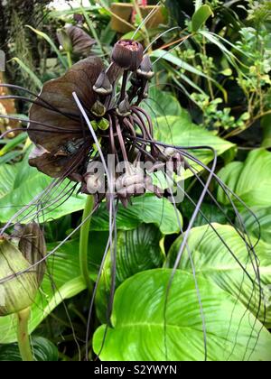 Tacca chantrieri, la fleur noire Chauve-souris. Banque D'Images