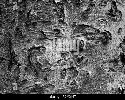 La texture de l'écorce des arbres Banque D'Images