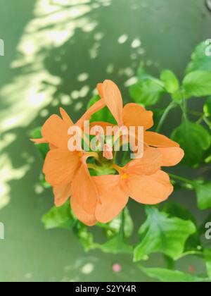 Crossandra infundibuliformis aka Kanakambaram fleur dans mes voisins jardin- Firecracker fleur , orange / jaune fleur Banque D'Images