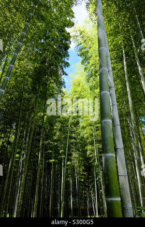 Ciel bleu et soleil perce un trou dans la canopée de moso bamboo géant dans un bosquet du bambou à Kyoto, au Japon. Banque D'Images