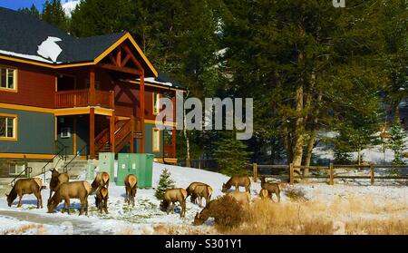 Description rapidele wapiti est l'une des plus grandes espèces de la famille des cervidés, cervidés, et l'un des plus grands mammifères terrestres en Amérique du Nord et en Asie du Nord-Est. Banque D'Images