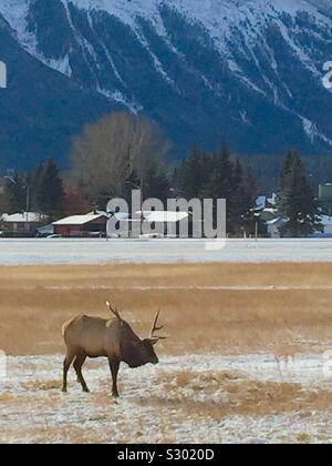 Description rapidele wapiti est l'une des plus grandes espèces de la famille des cervidés, cervidés, et l'un des plus grands mammifères terrestres en Amérique du Nord et en Asie du Nord-Est. Banque D'Images