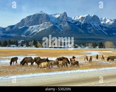 Description rapidele wapiti est l'une des plus grandes espèces de la famille des cervidés, cervidés, et l'un des plus grands mammifères terrestres en Amérique du Nord et en Asie du Nord-Est. Banque D'Images