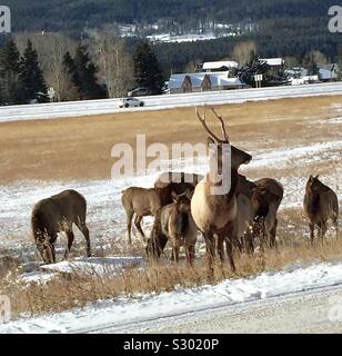 Description rapidele wapiti est l'une des plus grandes espèces de la famille des cervidés, cervidés, et l'un des plus grands mammifères terrestres en Amérique du Nord et en Asie du Nord-Est. Banque D'Images