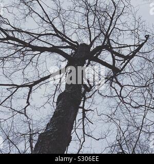 Jusqu'à lors d'un 250-year-old maple tree vu sur une randonnée guidée vers la chapelle sur le terrain de l'hôtel Trapp Family Lodge, Stowe, Vermont, United States Banque D'Images