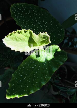 Polka point begonia , Begonia maculata -cire begonia Banque D'Images