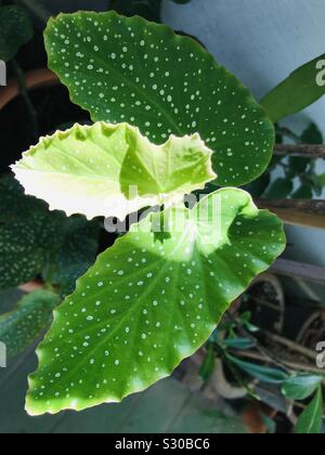 Polka point begonia , Begonia maculata-cire begonia Banque D'Images